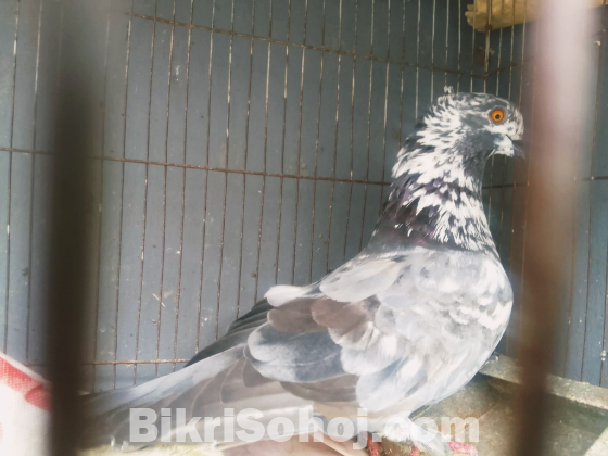 গিরিবাজ কবুতর